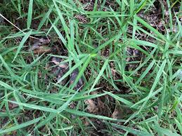 Image result for Sacciolepis rigens