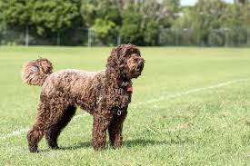 We are loving conscientious breeders of labradoodles & goldendoodles in our san antonio, texas home. Labradoodle Shades A Beginner S Guide To Coat Colors Texas Australian Labradoodles