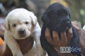 At 2 weeks old, your labrador puppy should be with his mother still, drinking her milk. Labrador Puppies For Sale Near Lulu Mall Kochi Kochi Free Classifieds
