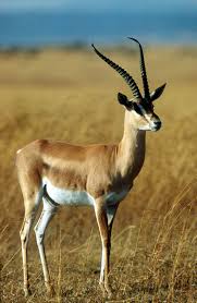 Antiloper Impala Jpg 1485 2273