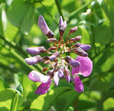 Image result for Millettia usaramensis