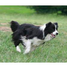 Registered Border Collie Dog Breeders In Sydney