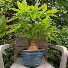 We did not find results for: Money Tree With Thick Trunk Furniture Home Living Home Decor Artificial Plants Flowers On Carousell
