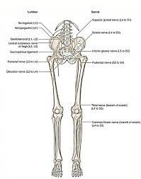 The femur or the thigh bone is closest to the body. Easy Notes On Lower Limb Learn In Just 4 Minutes Earth S Lab