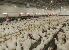 La gripe aviaria o gripe aviar, también denominada como influenza aviar (del inglés), gripe del pollo o gripe de los pájaros, designa a una enfermedad infecciosa vírica y que afecta a las aves, aunque tiene suficiente potencial como para infectar a distintas especies de mamíferos, incluidos el ser humano. Vacjgmmti1n1 M