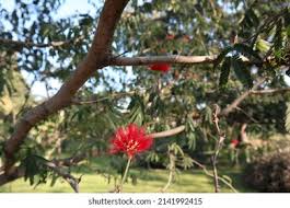 Image result for Calliandra tweedii