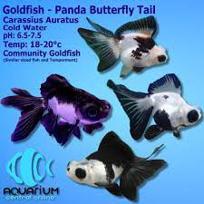 These paticular calico butterfly tails are popular with their beautiful colors and patterns. Goldfish Panda Butterfly Tail Carassius Auratus 7cm Aquarium Central