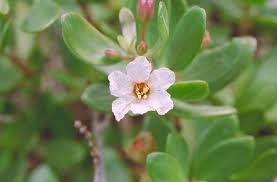 Image result for Pemphis