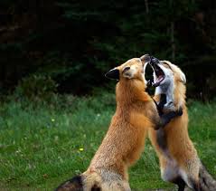 Fighting Animals Wild Fox Dog Animals Beautiful