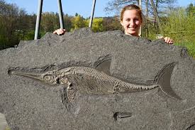 Fossil Realm - A "small" Holzmaden ichthyosaur has been added to  fossilrealm.com - it's just over 4 feet across. #fossilfriday #fossils  #ichthyosaur #ichthyosaurs #jurassic | Facebook