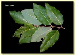 Image result for Eucalyptus torelliana