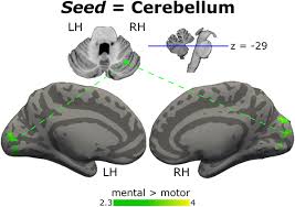 Contribution and functional connectivity between cerebrum and cerebellum