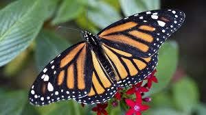 Millions Of Monarch Butterflies Killed In Mexico Videos From The Weather Channel Weather Com Monarch Butterfly Gmo Facts Milkweed