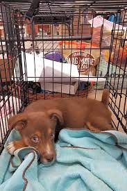 They tend to be very energetic and great with kids! These Tucson Based Puppies Are Up For Adoption And In Need Of A Good