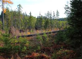 We had ventured to the lush bergslagen forest, 100 miles west of stockholm, for an escape into the wilderness that wouldn't be too hard to reach. 330 Best Bergslagen Images Stock Photos Vectors Adobe Stock