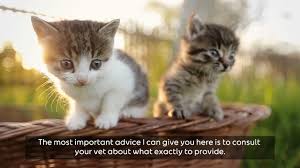 Rabbit pet insurance in ireland? Pet Insurance Ireland An Post Insurance