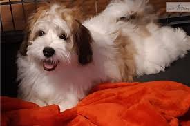They enjoy long walks, active games, and romping throughout the house. Red White Havanese Havanese Puppy For Sale Near Cincinnati Ohio 233dfdc6 05e1