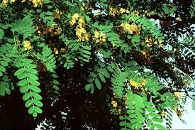 Image result for Tipuana