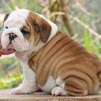 Jul 16, 2021 · the cost to buy a french bulldog varies greatly and depends on many factors such as the breeders' location, reputation, litter size, lineage of the puppy, breed popularity (supply and demand), training, socialization efforts, breed lines and much more. English Bulldog Puppies For Sale Atlanta Ga English Bulldog Puppies Bulldog Puppies English Bulldog Puppies For Sale