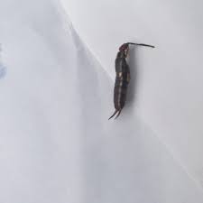 What is the name of this bug and the brown object?