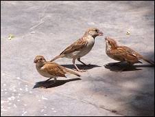 Image result for चिड़िया दाना खाती