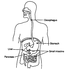 We did not find results for: Draw A Diagram Of Human Alimentary Canal And Label The Following Parts A Oesophagus B Liver C Small Intestine D Pancreas Snapsolve