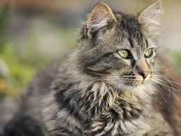 Start the new year not with a bang, but with a cat scratch! Show Calendar New Zealand Cat Registry