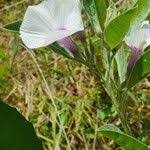 Image result for Astripomoea hyoscyamoides