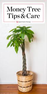 Maybe you would like to learn more about one of these? Money Tree Plant Care How To Grow Maintain Money Trees Apartment Therapy