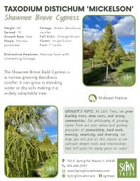 Image result for Taxodium