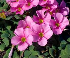 Image result for Oxalis purpurascens