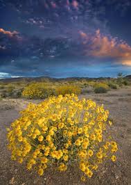 Image result for Embelia multiflora