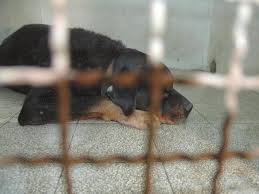Tuttavia, indipendentemente dalla razza e dalla rottura del crociato a qualsiasi cane può capitare di non riuscire ad appoggiare la zampa posteriore. Bergamo Fa Prostituire Il Cane Scoperto Dalle Iene Ora La Condanna Corriere It