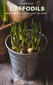 5 Unexpected Ways To Decorate With Daffodils Proflowers Blog Planting Bulbs Plants Container Gardening