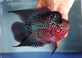 Short Body Bonsai For Sale Contact Me Ps Fishshop Gmail Com Parrot Fish Freshwater Aquarium Fish Cichlids