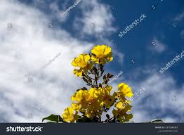 Image result for Markhamia obtusifolia