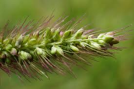 Image result for Setaria pseudaristata