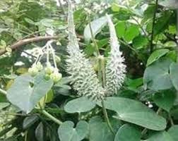 Image result for Pergularia daemia