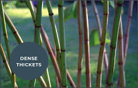 Out in the wild, knotweed is choking waterways, undermining flood defences and smothering native habitats across large swathes of europe and north america. What Will Kill Japanese Knotweed Who Is Responsible