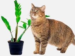 Are zz plants toxic to cats and dogs? Are Zz Plants Poisonous Are They Toxic To Pets Plant Index