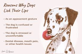 If you guys and and he keeps his head in a little longer he wants to make out. What It Means When A Dog Licks Its Lips