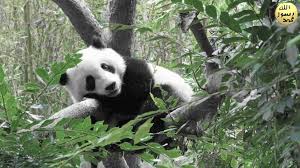 Guclu Penceleri Ise Bambularin Govdelerine Tirmanmalari Icindir Cogunlukla Bambu Ile Zaman Zaman Ise Meyve Ve Bitkilerle Beslenen Pandalarin Et Pandalar Panda