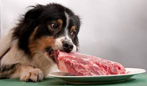 There are many different types of beans, and many of them are ok for a dog to eat, in moderation. Can Dogs Eat Pork Is Pork Bad For Dogs Find Out The Truth