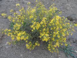 Magramane Une Plante Mellifere Plants Tree