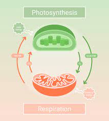 Cellular Respiration Equation, Steps, Types and Importance