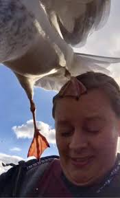 Last time I popped into Mevagissey, I went to Ruby's for an ice cream. A  gully landed