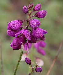 Image result for Polygala ohlendorfiana