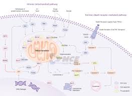 Image result for BCL2 Inhibitor