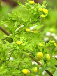 Image result for Grangea maderaspatana