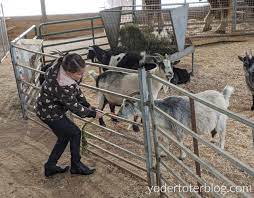 Check spelling or type a new query. Kid Favorite Hershberger S Farm Petting Zoo Yodertoterblog